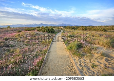 Seascape with sandy hills with pink flowers