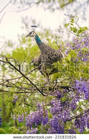 Portrait of a female peacock standing on a wisteria plant