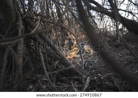 Picture of a German Shepherd hidden in the wood.