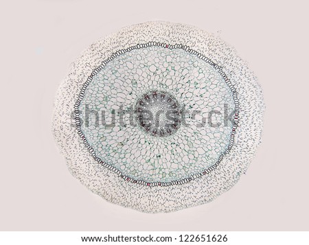 Orchid root cross section showing velamen and other structures.  Magnification 40x