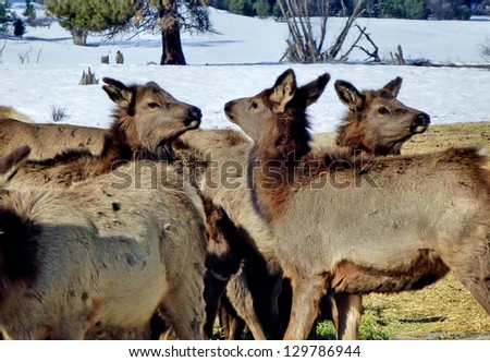 Young elk playfully challenge each other in Eastern Oregon (USA) in late winter.  This herd is the Rocky Mountain subspecies of the North American Elk (Cervus elaphus)