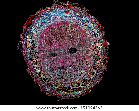 Root of pine (Pinus) cross section.  Magnification 40x.  Image enhanced for detail.