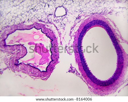 Artery And Vein Cross Section