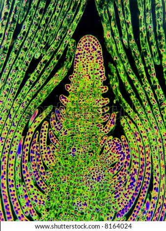 Apical meristem of a terminal bud--longitundinal section.  This image has been computer enhanced to accentuate the anatomical features.