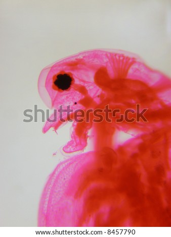 Daphnia (water flea)--anterior--medium power