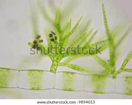 Algae Microscopic
