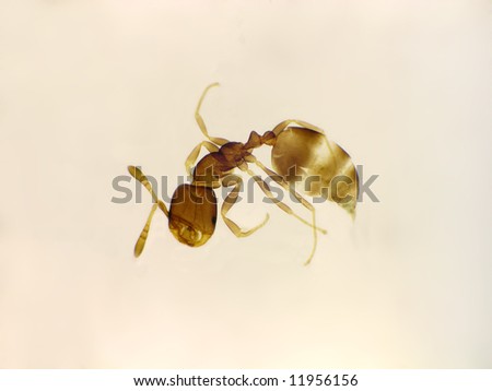 A microscopic view of an ant (whole mount)