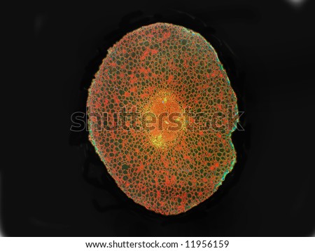Microscopic view of a cross section of young root of broad bean (Vicia faba).