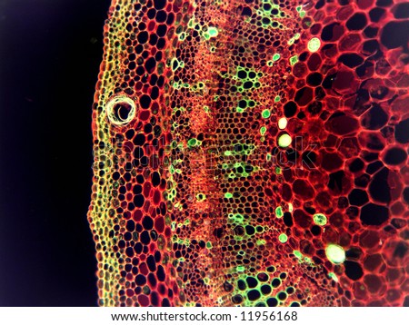 Microscopic educational- high power view--Cross section of a cotton leaf stem(Gossypium sp.)
