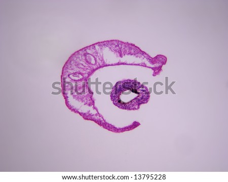 Female Cross Section