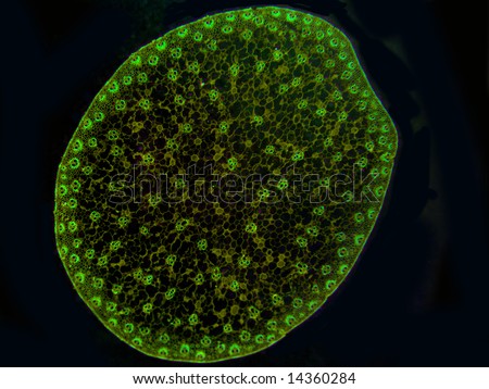 A fluorescent darkfield microscopic view of cross section of a corn (Zea) stem