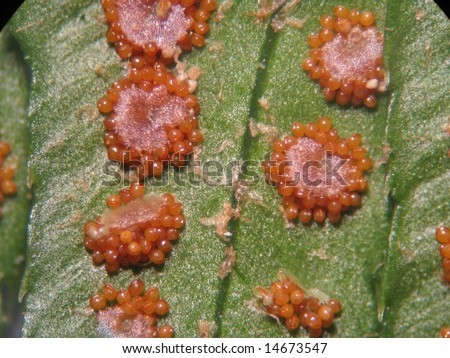 Sori of the Western Sword Fern (Polystichum munitum); A medium power microscopic view plainly showing sori composed of clusters of sporangia which contain the spores.