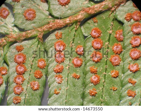 Sori of the Western Sword Fern (Polystichum munitum); A low power microscopic view plainly showing sporangia which contain the spores.