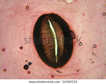 A microscopic view of a silkworm spiracle (breathing pore), stained and mounted for microscopic examination.