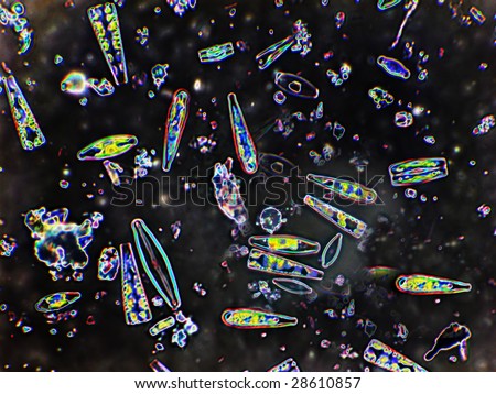 Mixed Diatoms from a small creek.  This image has been enhanced with a Density Color Conversion algorithm to accentuate internal structure.  Magnification 400X