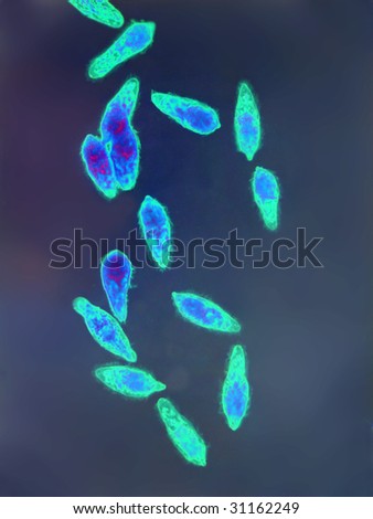 Schistosoma liver fluke miracidia. An enlargement of this image will demonstrate characteristic cilia.  Enhanced.  Magnification 200X