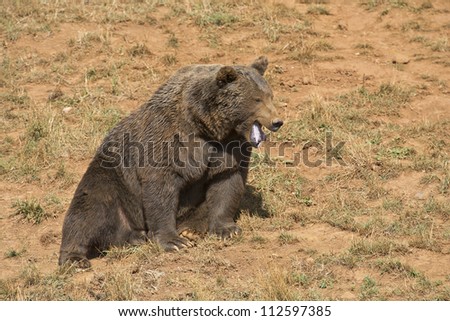 A big brown bear in his natural habitat.