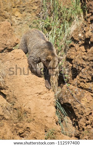 A brown bear climbing a cliff in his natural habitat.