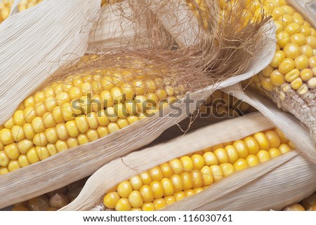 Closeup from some dried corn ears showing the kernels with good detail