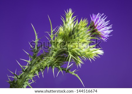 Thistle with purple flower isolated over a studio background