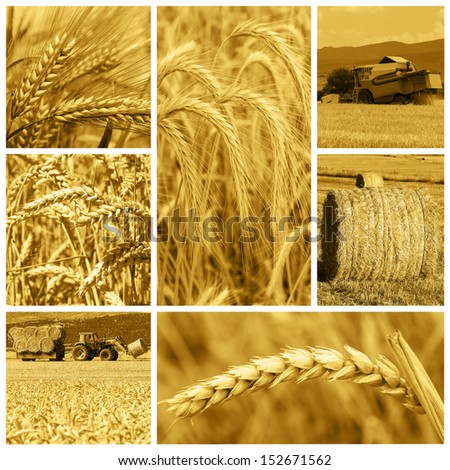 Collage made of pictures about cereal crops and the harvest.