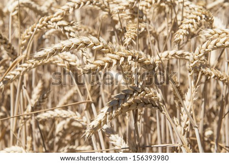 Cereal plants in a crop for the agriculture industry