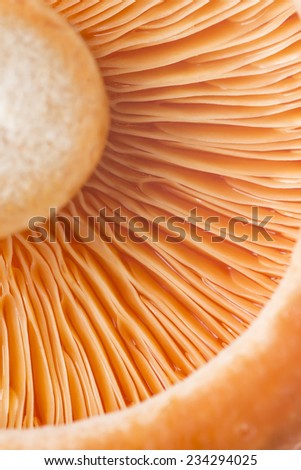 Closeup from a saffron milk cap or lactarius deliciosus