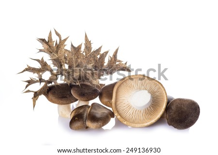 Oyster mushrooms and its thistle isolated on a white background