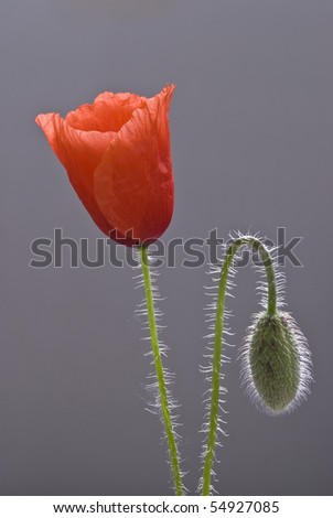 Poppies at different stages of growth.