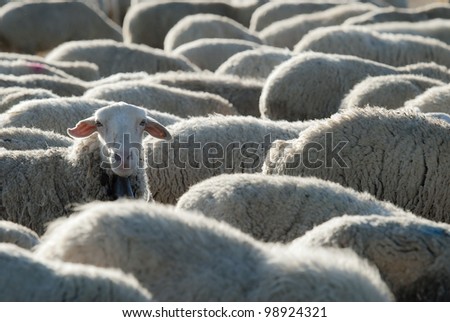 Sheep grazing in the field in a sunny day.