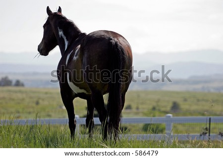 Paint horse against a mountain horizon.