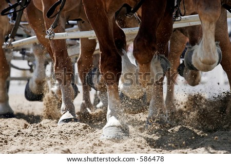 Belgian Draft Horse Hooves of a Six-Horse Team Pulling a Large Carriage.