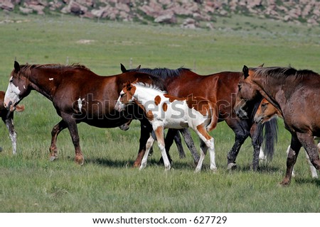 Baby paint horse with herd