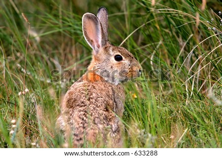 Cute wild rabbit alert in a natural setting.