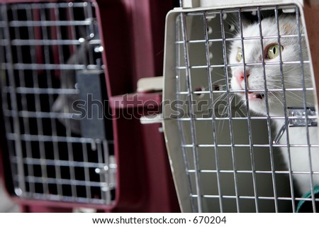 Two cats in crates or cages.