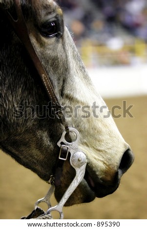 Close up of horse head inside an arena before a big rodeo crowd.