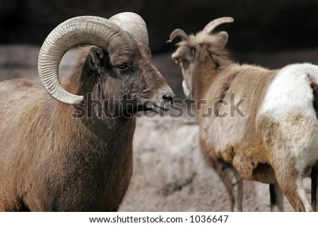Close-up of Rocky Mountain Bighorn Sheep in large zoo, captive setting (adult Ram on left, shallow focus).