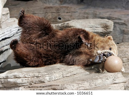 Grizzly Bear playing with a ball in large zoo, captive setting.