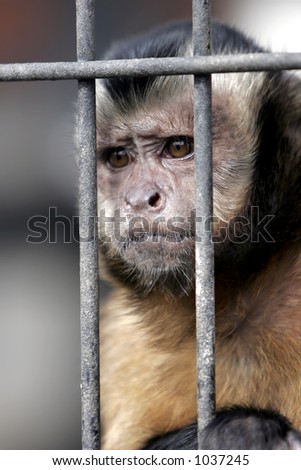Close-up of a Hooded Capuchin Monkey contemplating life behind bars in a big city zoo, captive setting (shallow focus).