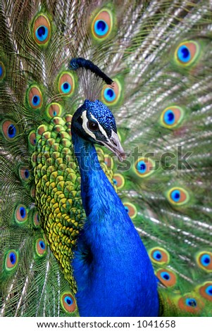 Colorful 'Blue Ribbon' Peacock in full feather (color saturated, shallow focus).