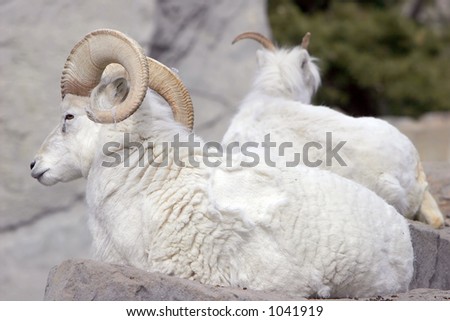 A pair of Dall Sheep (indigenous to Alaska and Canada) relax in a big city zoo (adult Ram in foreground, shallow focus).