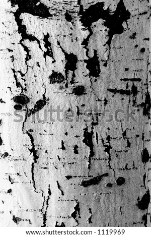 [Image: stock-photo-aspen-bark-close-up-diseased...119969.jpg]