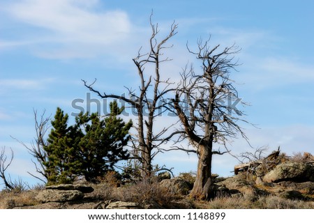 Two gnarled dead pine trees stand in a rugged western American landscape.