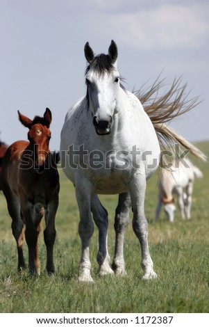 charlie and angle are going to have a FOAL! - Page 3 Stock-photo-a-pregnant-mare-and-her-yearling-baby-in-an-american-west-landscape-shallow-focus-1172387
