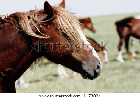A Bad Hair Day for a Wild Horse (shallow focus).