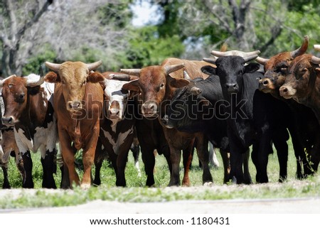 Bull Market ~ A line of young bulls block access to a country road (shallow focus).