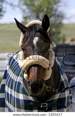 All Dressed Up & Nowhere To Go - A blanketed and haltered horse waits for some attention (shallow focus).