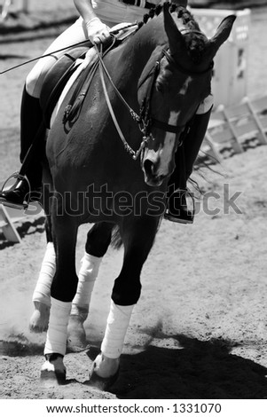 Horse & Rider in an Outdoor Dressage Competition (Focus Point on the Rider, Black and White Image)