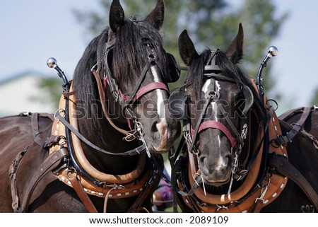 Two Percheron Draft Horse buddies wait patiently in full harness before they go to work (shallow focus)