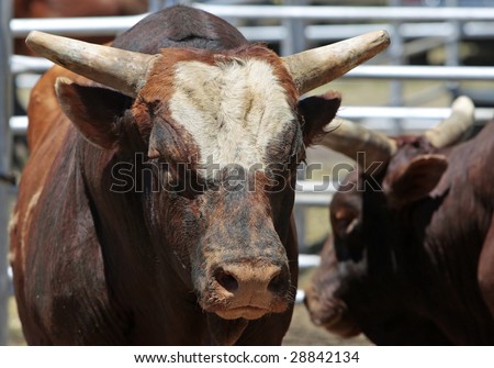 A few large bulls in a steel pen - agricultural, animal, rodeo, attitude image (shallow focus point on bulls head and face).